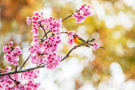 Sunbird bird, Gould's Sunbird with Sakura pink flower in Ang Khang Nation Park, Chiang Mai, Thailand.の写真素材
