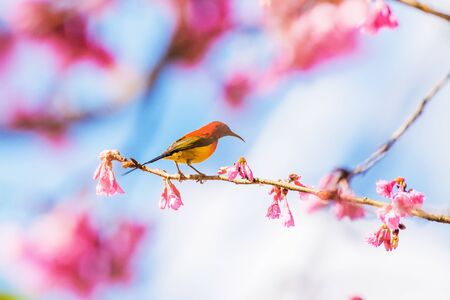 Sunbird bird, Gould's Sunbird with Sakura pink flower in Ang Khang Nation Park, Chiang Mai, Thailand.の写真素材