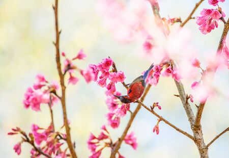 Sunbird bird, Gould's Sunbird with Sakura pink flower in Ang Khang Nation Park, Chiang Mai, Thailand.の写真素材