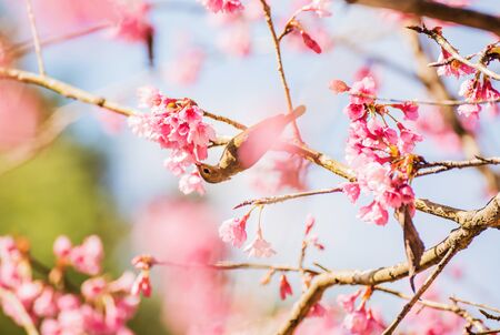 Cute bird Mountain Bulbul and Sakura pink flower, Bird on Sakura tree in Ang Khang Nation Park, Chiang Mai, Thailand.のeditorial素材
