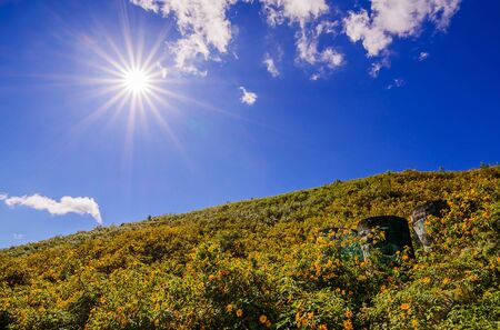 The field of Mexican Sunflower Weed on the mountain,Mae Hong Son Province,Thailand.の写真素材