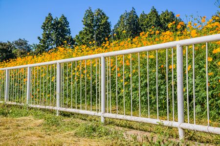 Cosmos flowers and white fence in the morning.の写真素材