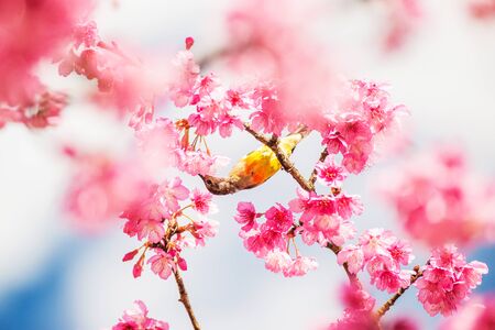 Sunbird bird, Gould's Sunbird with Sakura pink flower in Ang Khang Nation Park, Chiang Mai, Thailand.の写真素材