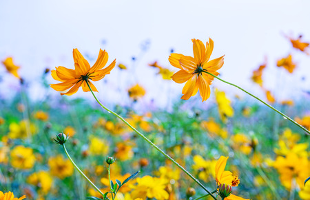 Cosmos flower field in the morning , Chiang Mai, Thailand.の写真素材