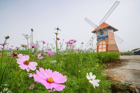 CHIANG MAI, THAILAND - DECEMBER 21: Cosmos flower field and wind turbine in the garden, Being decorated for tourism in winter, Chiang Mai ,Thailand in December 21, 2016.のeditorial素材