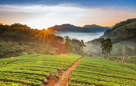 Landscape of Strawberry garden with sunrise at Doi Ang Khang , Chiang Mai, Thailand.の写真素材