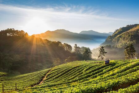 Strawberry plantation with sunrise and mist at Doi Ang Khang , Chiang Mai, Thailand.