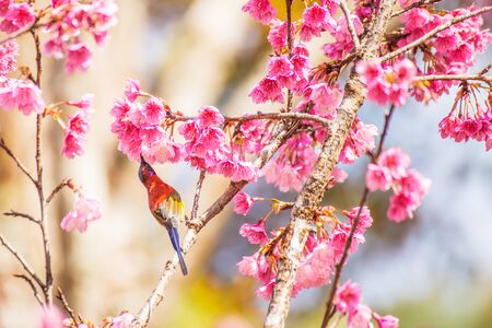Sunbird bird, Gould's Sunbird with Sakura pink flower in Ang Khang Nation Park, Chiang Mai, Thailand.の写真素材