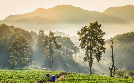 Strawberry plantation with sunrise and mist , Chiang Mai, Thailand.の写真素材