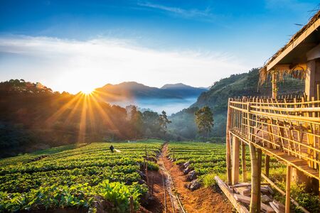 Landscape of Strawberry garden with sunrise at Doi Ang Khang , Chiang Mai, Thailand.の写真素材