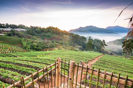 Landscape of Strawberry garden at Doi Ang Khang , Chiang Mai, Thailand.の写真素材