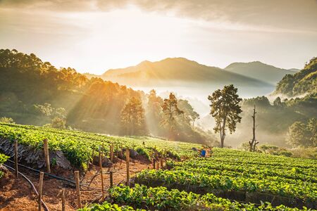 Strawberry plantation with sunrise and mist at Doi Ang Khang , Chiang Mai, Thailand.の写真素材