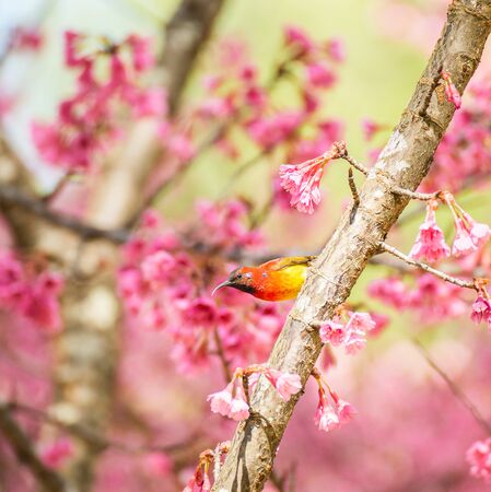 Sunbird bird, Gould's Sunbird with Sakura pink flower in Ang Khang Nation Park, Chiang Mai, Thailand.の写真素材