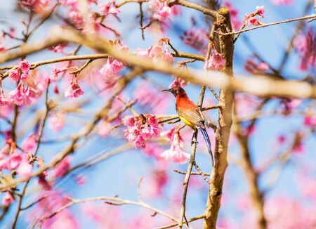 Sunbird bird, Gould's Sunbird with Sakura pink flower in Ang Khang Nation Park, Chiang Mai, Thailand.の写真素材