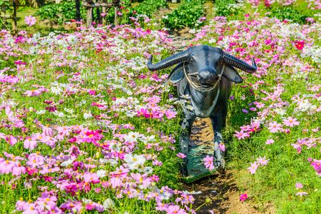 Statue of buffalo in the garden, Buffalo statue in cosmos flower gardenの写真素材