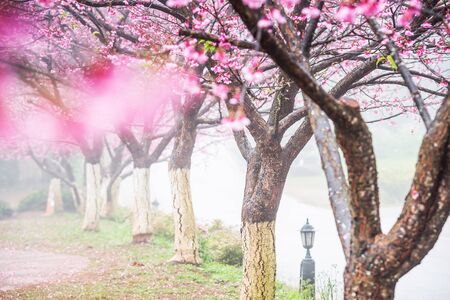 Sakura tree or cherry blossom tree after rain with mist, Chiang Mai, Thailandの写真素材