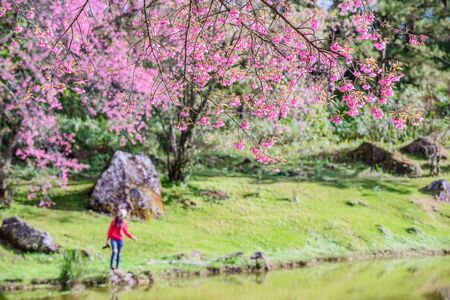 Cherry blossoms flower and blur woman with camera in backgroundの写真素材