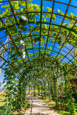 Tunnel of Calabash bottle gourd, Calabash plants, green marrow vegetable gourdの写真素材