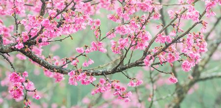Soft focus Cherry Blossom or Sakura flower on treeの写真素材