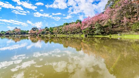 Landscape of Cherry blossom flower or Sakura flower at lake in Chiang Mai, Thailand.Wild Himalayan Cherry.の写真素材