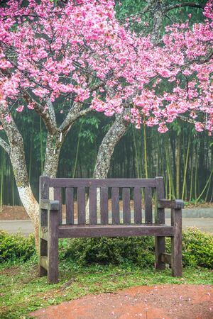 Wooden bench under the pink sakura tree, Cherry blossom tree after rain with mistの写真素材