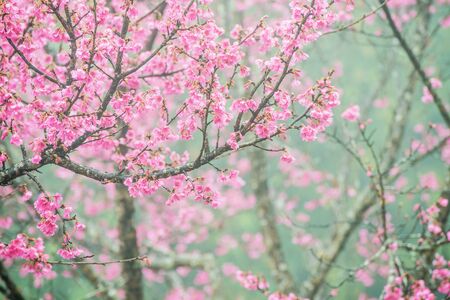 Soft focus Cherry Blossom or Sakura flower on tree