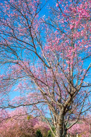 Pink sakura , Cherry blossom on beautiful road in chiang mai, Thailand. Selective Focus.の写真素材
