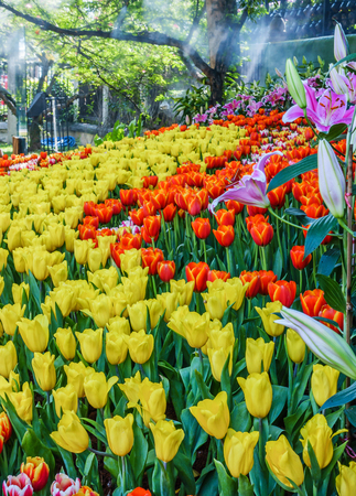 Tulips garden, Beautiful tulips field, Closeup of beautiful colorful tulips flower in the garden. Selective Focus.の写真素材