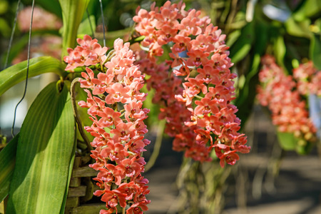 Orange orchids, Beautiful orchid flowers, Selective Focus.の写真素材