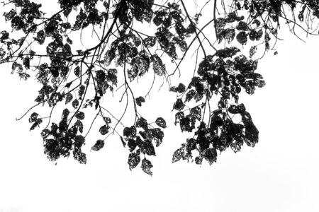 Leaves caused by insects to eat isolated on sky, Black and white filter effect.の写真素材