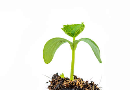 Young plants growing from seedの写真素材