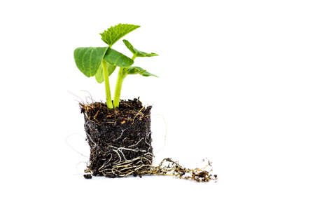 Young plants growing from seed