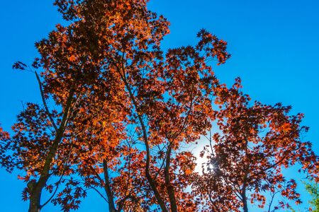 Autumn red maple leaves on treeの写真素材