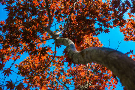 Autumn red maple leaves on treeの写真素材