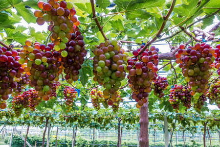 Bunches of ripe grapes in a vineyard  before harvest.