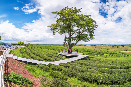 CHIANG RAI, THAILAND, June 11, 2017: Tea Plantation in Thailand.のeditorial素材
