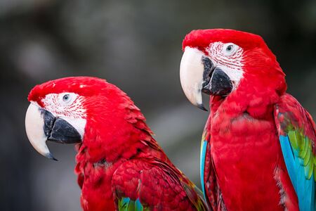 Red Macaw Bird sitting on branch