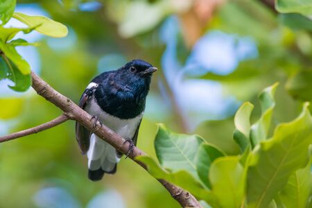Oriental Magpie Robin ( Copsychus saularis ), beautiful black and white bird perching the branch