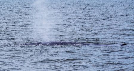 Big Bryde's Whale, Eden's whales living in the gulf of Thailandの写真素材