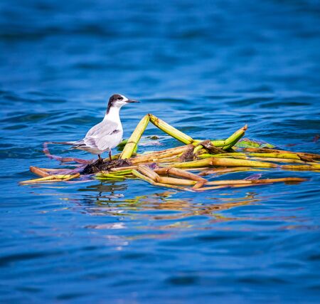 Seagull standing on the surface of sea water 