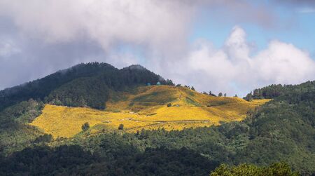 Landscape of beautiful Mexican sunflower in Tung Bua Tong  in Maehongson (Mae Hong Son) Province, Thailand.の写真素材