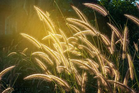 Close up flower grass with sunrise background.