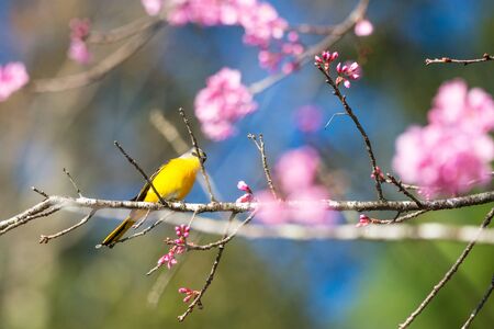 Beautiful bird, Grey-chinned Minivet ( Pericrocotus solaris ) in nature of Thailand.の写真素材