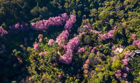 Cherry tree or sakura flowers blossom are blooming in spring garden on natural background. Top view landscape. Aerial view drone.の写真素材