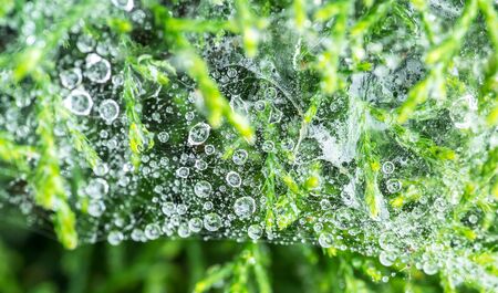Macro shot of some raindrops caught in a spider web.