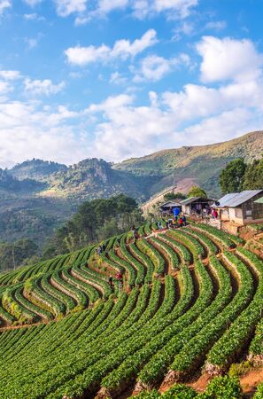 Landscape sunrise at terraced strawberry garden Doi Ang Khang , Chiang Mai Thailandの写真素材