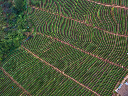 Tea Plantation on the mountain from aerial view in the Doi Ang Khang, Chiang Mai, Thailand.の写真素材