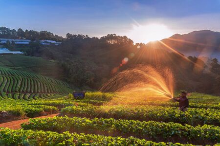 CHIANG MAI-THAILAND, DECEMBER 5, 2017 : Thai farmer working at strawberry in the morning. Doi ang khang, Chiang mai, Thailandのeditorial素材