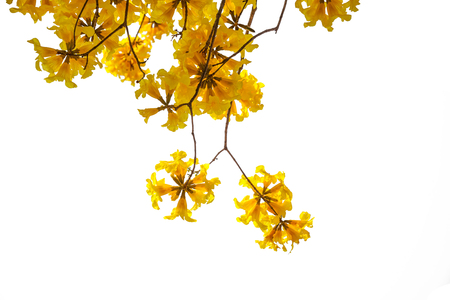 Silver trumpet tree, Tree of gold,Paraguayan silver trumpet tree with Clipping path の写真素材