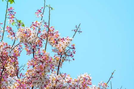 Wishing Tree ,Cassia Bakeriana Craib, Pink shower in Thailandの写真素材